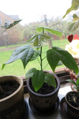 Brachychiton discolor - brachychiton - tříletý semenáček